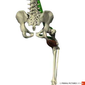 hamstring-3